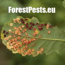 Attēlu rezultāti vaicājumam “Neuroterus quercusbaccarum”