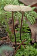 Attēlu rezultāti vaicājumam “Microcalicium disseminatum”