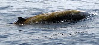 Image result for Ziphius cavirostris