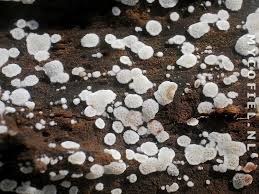 Attēlu rezultāti vaicājumam “Physisporinus sanguinolentus”