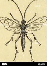 Attēlu rezultāti vaicājumam “Scardia boletella pupa”