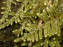 Attēlu rezultāti vaicājumam “Hypnum jutlandicum”