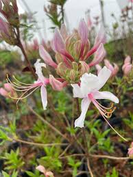 Attēlu rezultāti vaicājumam “Rhododendron periclymenoides flower”