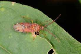 Attēlu rezultāti vaicājumam “Willkommlangea reticulata macro”