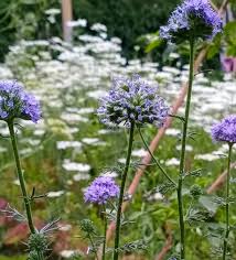 Attēlu rezultāti vaicājumam “Centaurea phrygia bud”