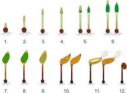 Attēlu rezultāti vaicājumam “Buxbaumia aphylla sporophyte”