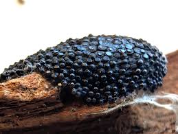 Attēlu rezultāti vaicājumam “Siphoptychium violaceum macro”