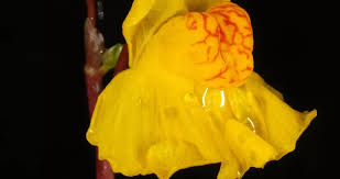 Attēlu rezultāti vaicājumam “Lentibulariaceae”