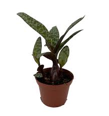 Attēlu rezultāti vaicājumam “Lycogala leopardinum sessile”