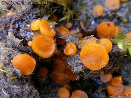 Attēlu rezultāti vaicājumam “Cheilymenia stercorea”