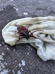 Attēlu rezultāti vaicājumam “Capsus ater imago”