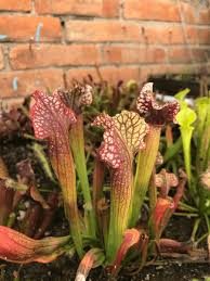 Attēlu rezultāti vaicājumam “Carnivora”