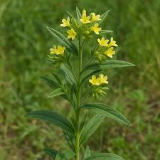 Attēlu rezultāti vaicājumam “Lithospermum officinale leaf”
