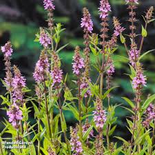 Attēlu rezultāti vaicājumam “Stachys palustris bud”