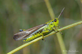 Attēlu rezultāti vaicājumam “Stethophyma grossum”