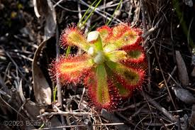 Image result for Drosera