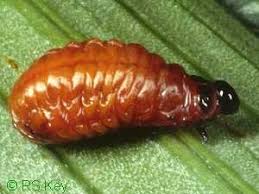 Attēlu rezultāti vaicājumam “Lilioceris lilii”