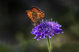 Attēlu rezultāti vaicājumam “Brenthis ino”