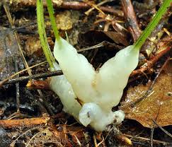 Attēlu rezultāti vaicājumam “Sebacina incrustans”