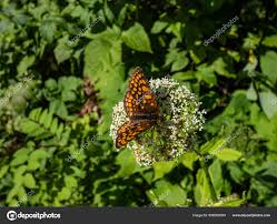 Attēlu rezultāti vaicājumam “Mellicta athalia upperside”