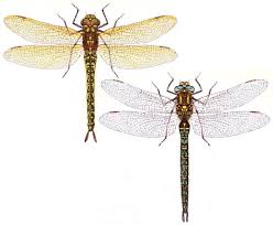 Attēlu rezultāti vaicājumam “Brachytron pratense”