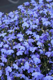 Image result for Lobelia erinus
