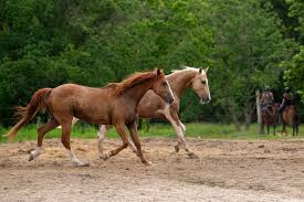 Image result for Patchett`s Green Riding Club