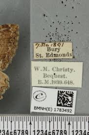 Attēlu rezultāti vaicājumam “Hydria cervinalis”