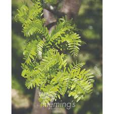 Attēlu rezultāti vaicājumam “Gleditsia triacanthos”