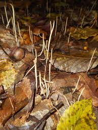 Attēlu rezultāti vaicājumam “Macrotyphula juncea”