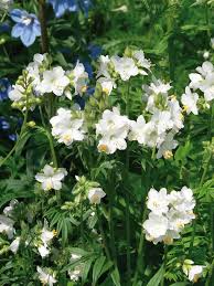 Image result for Polemonium coeruleum