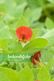 Image result for Lotus tetragonolobus