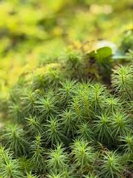 Attēlu rezultāti vaicājumam “Polytrichum commune”