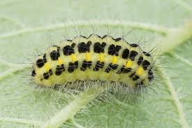 Attēlu rezultāti vaicājumam “Zygaena lonicerae”