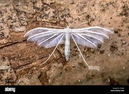 Attēlu rezultāti vaicājumam “Pterophorus pentadactyla”