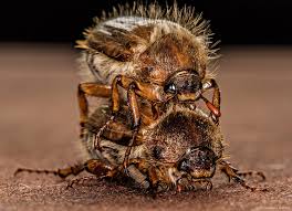 Attēlu rezultāti vaicājumam “Chaetopteryx villosa”