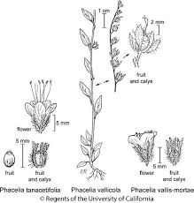 Attēlu rezultāti vaicājumam “Phacelia tanacetifolia leaf”