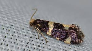 Attēlu rezultāti vaicājumam “Incurvaria praelatella”