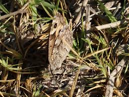 Attēlu rezultāti vaicājumam “Hipparchia semele underside”