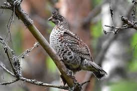 Attēlu rezultāti vaicājumam “Tetrastes bonasia”