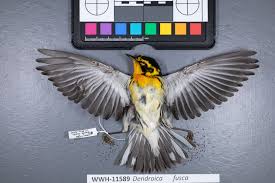 Image result for Dendroica fusca