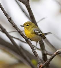Image result for Vireo flavifrons