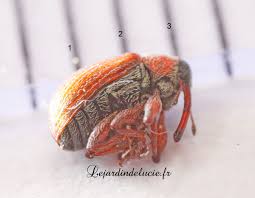 Attēlu rezultāti vaicājumam “Anthonomus phyllocola”