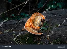 Attēlu rezultāti vaicājumam “Fomitopsis rosea”