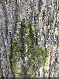 Attēlu rezultāti vaicājumam “Badhamiopsis praetermissa”