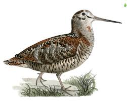 Attēlu rezultāti vaicājumam “Scolopax rusticola”