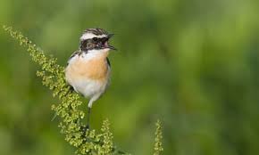 Attēlu rezultāti vaicājumam “Saxicola rubetra”