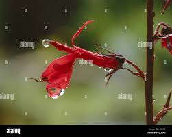 Attēlu rezultāti vaicājumam “Lobelia dortmanna leaf”