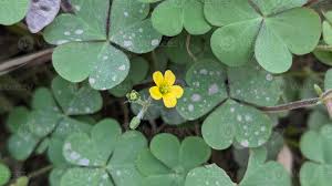 Attēlu rezultāti vaicājumam “Oxalis corniculata”