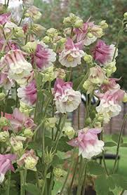 Image result for Aquilegia